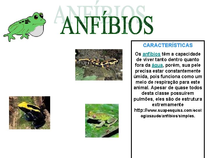 CARACTERÍSTICAS Os anfíbios têm a capacidade de viver tanto dentro quanto fora da água,