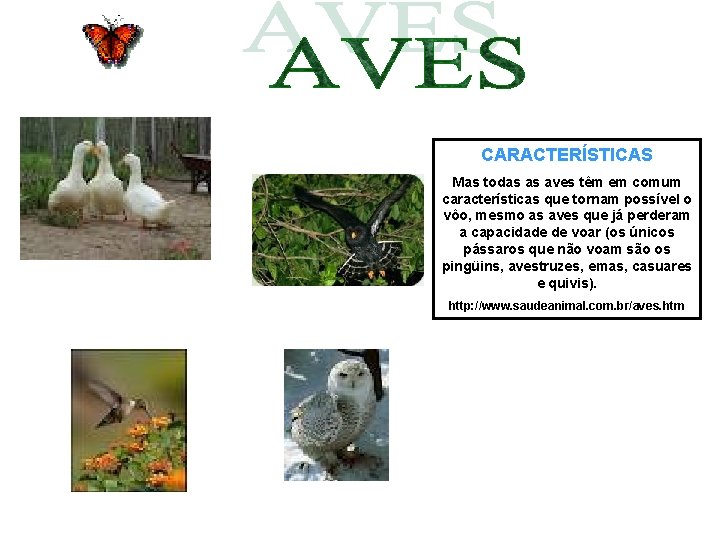 CARACTERÍSTICAS Mas todas as aves têm em comum características que tornam possível o vôo,
