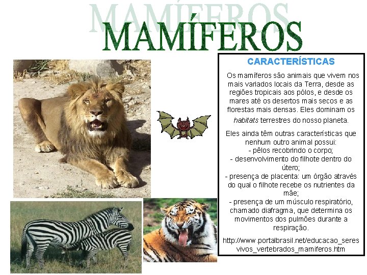 CARACTERÍSTICAS Os mamíferos são animais que vivem nos mais variados locais da Terra, desde