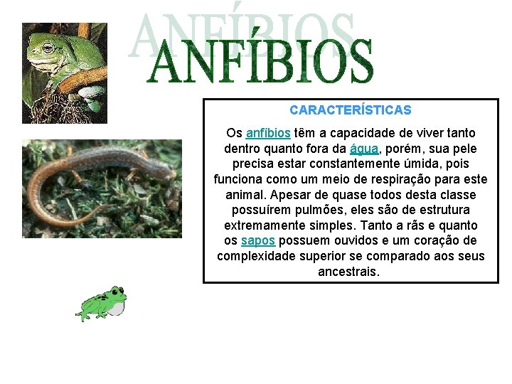 CARACTERÍSTICAS Os anfíbios têm a capacidade de viver tanto dentro quanto fora da água,