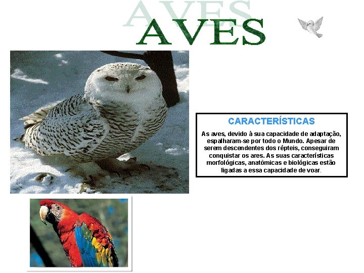 CARACTERÍSTICAS As aves, devido à sua capacidade de adaptação, espalharam-se por todo o Mundo.