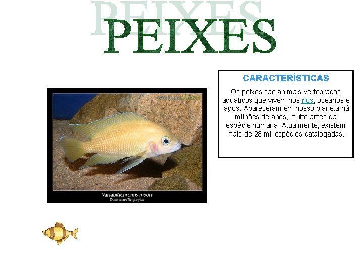 CARACTERÍSTICAS Os peixes são animais vertebrados aquáticos que vivem nos rios, oceanos e lagos.