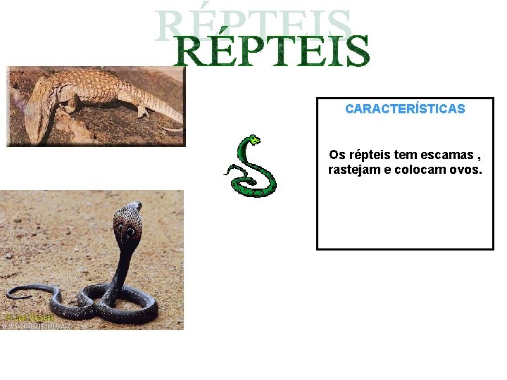 CARACTERÍSTICAS Os répteis tem escamas , rastejam e colocam ovos. 