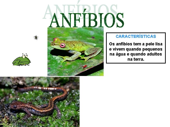 CARACTERÍSTICAS Os anfíbios tem a pele lisa e vivem quando pequenos na água e