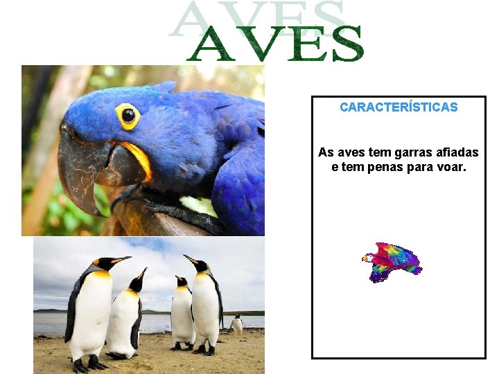 CARACTERÍSTICAS As aves tem garras afiadas e tem penas para voar. 