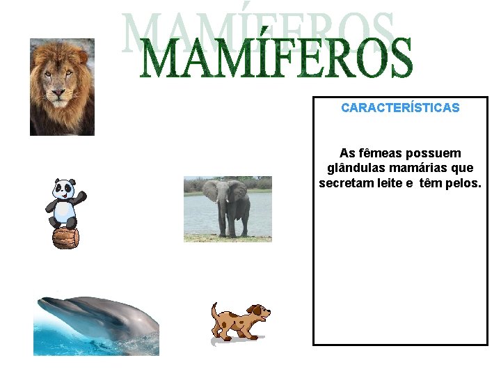 CARACTERÍSTICAS As fêmeas possuem glândulas mamárias que secretam leite e têm pelos. 