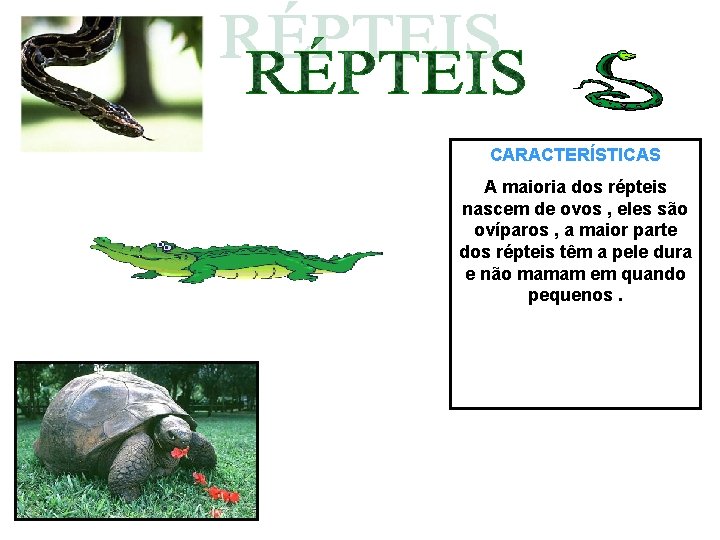 CARACTERÍSTICAS A maioria dos répteis nascem de ovos , eles são ovíparos , a