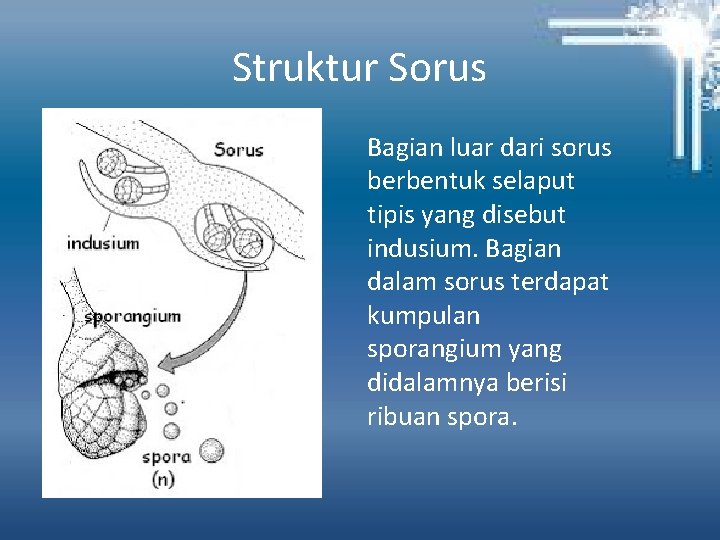 Struktur Sorus Bagian luar dari sorus berbentuk selaput tipis yang disebut indusium. Bagian dalam