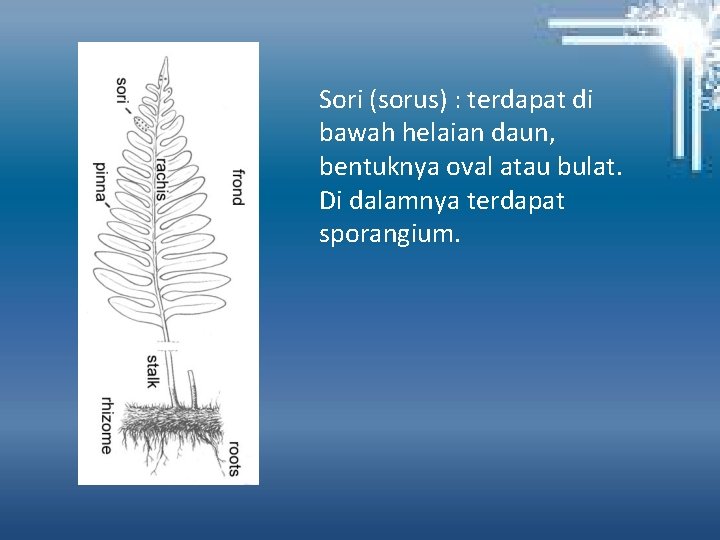 Sori (sorus) : terdapat di bawah helaian daun, bentuknya oval atau bulat. Di dalamnya