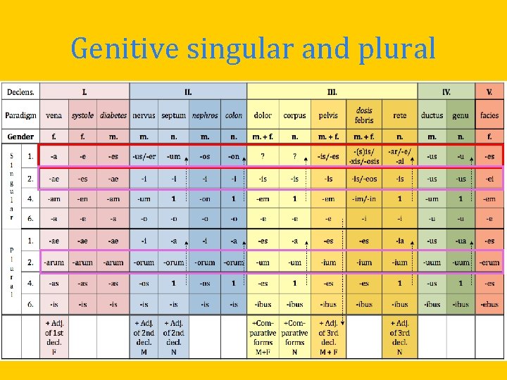 Genitive singular and plural Genitive singular and plural