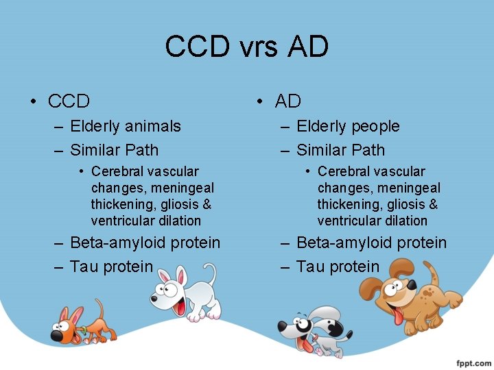 CCD vrs AD • CCD – Elderly animals – Similar Path • Cerebral vascular