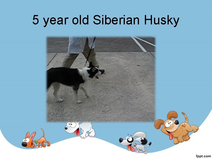 5 year old Siberian Husky 