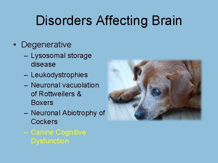 Disorders Affecting Brain • Degenerative – Lysosomal storage disease – Leukodystrophies – Neuronal vacuolation