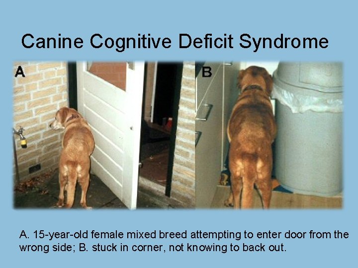 Canine Cognitive Deficit Syndrome A. 15 -year-old female mixed breed attempting to enter door