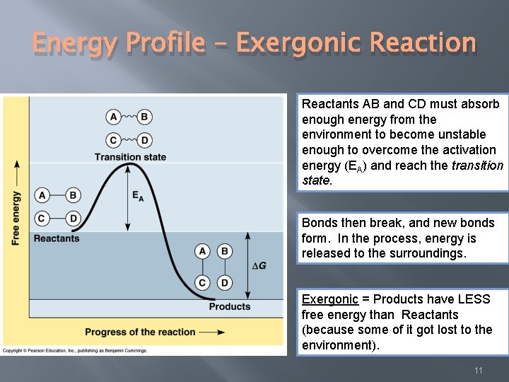 Energy Profile – Exergonic Reaction Reactants AB and CD must absorb enough energy from