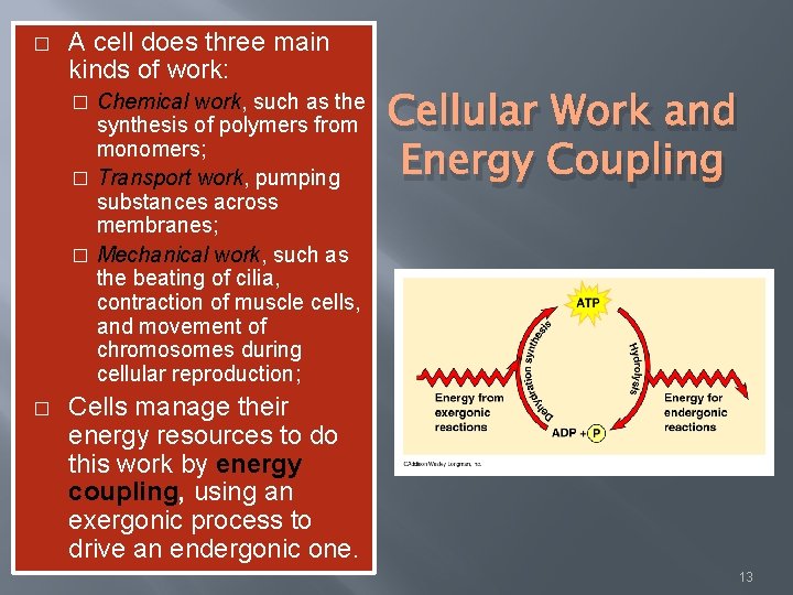 � A cell does three main kinds of work: Chemical work, such as the
