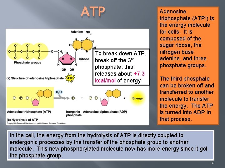 ATP To break down ATP, break off the 3 rd phosphate; this releases about