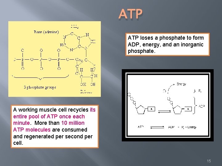 ATP loses a phosphate to form ADP, energy, and an inorganic phosphate. A working