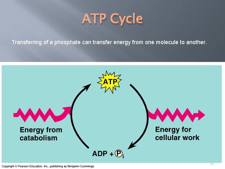 ATP Cycle Transferring of a phosphate can transfer energy from one molecule to another.