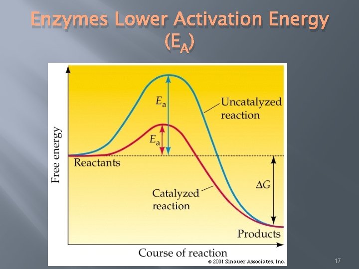 Enzymes Lower Activation Energy (EA) 17 