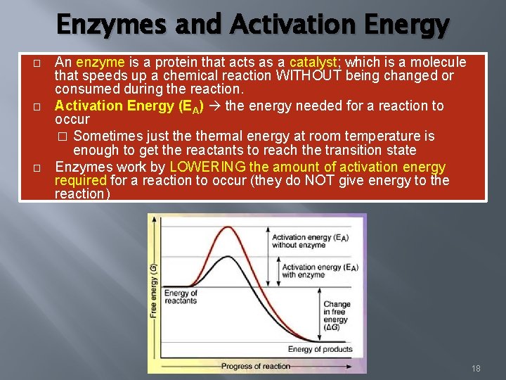 Enzymes and Activation Energy � � � An enzyme is a protein that acts