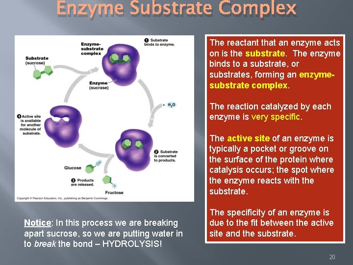 Enzyme Substrate Complex The reactant that an enzyme acts on is the substrate. The