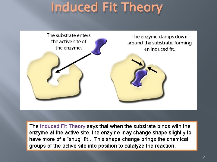 Induced Fit Theory The Induced Fit Theory says that when the substrate binds with