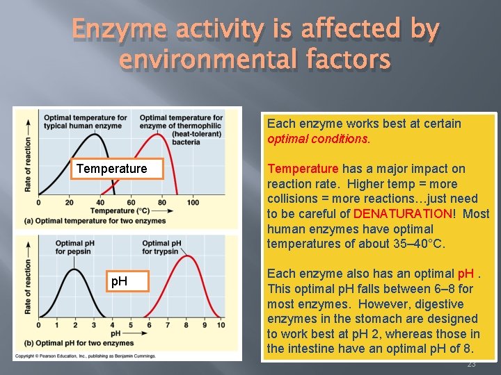 Enzyme activity is affected by environmental factors Each enzyme works best at certain optimal