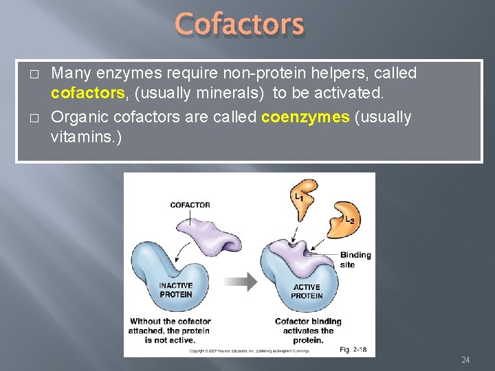 Cofactors � � Many enzymes require non-protein helpers, called cofactors, (usually minerals) to be