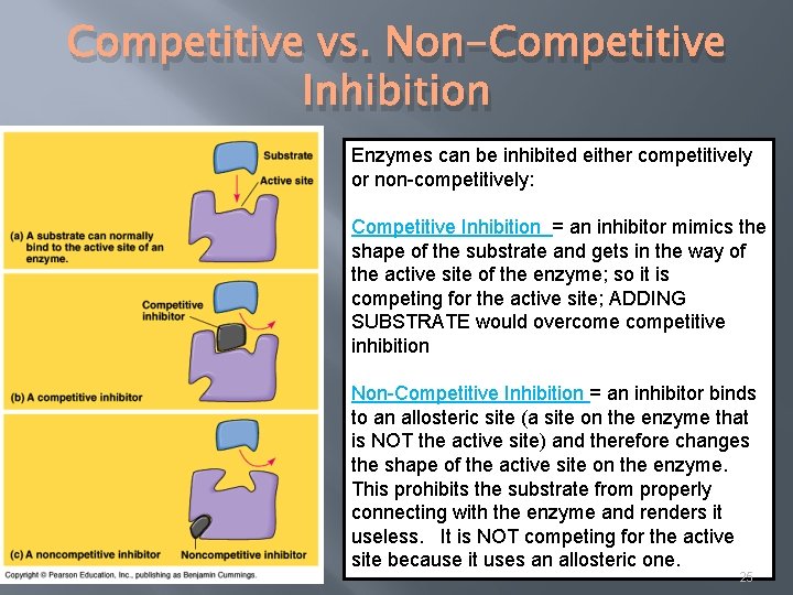 Competitive vs. Non-Competitive Inhibition Enzymes can be inhibited either competitively or non-competitively: Competitive Inhibition