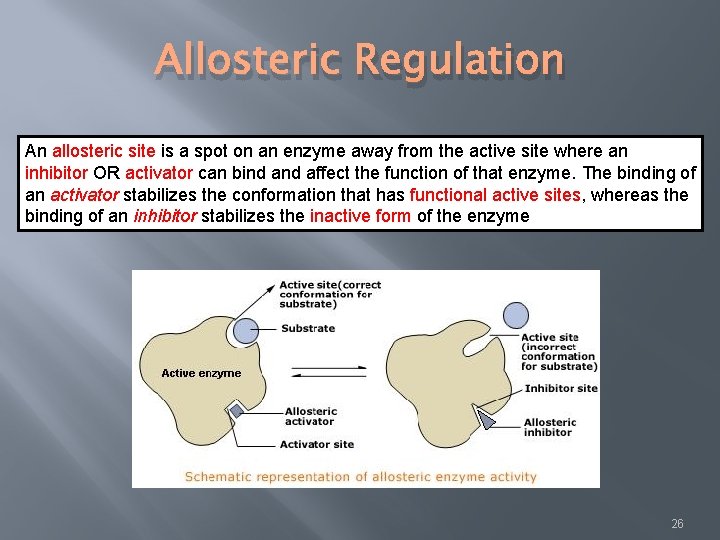 Allosteric Regulation An allosteric site is a spot on an enzyme away from the