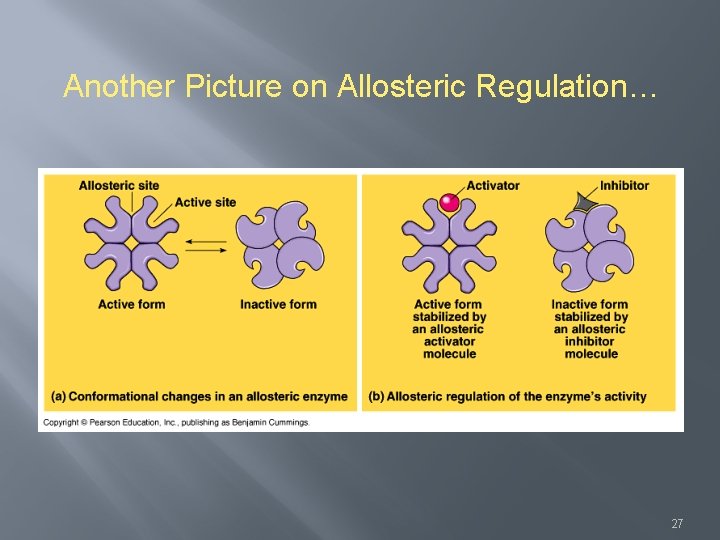 Another Picture on Allosteric Regulation… 27 