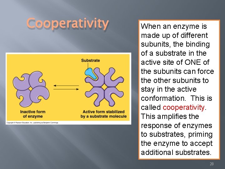 Cooperativity When an enzyme is made up of different subunits, the binding of a