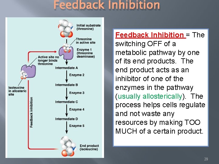 Feedback Inhibition = The switching OFF of a metabolic pathway by one of its