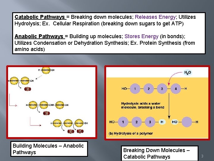 Catabolic Pathways = Breaking down molecules; Releases Energy; Utilizes Hydrolysis; Ex. Cellular Respiration (breaking