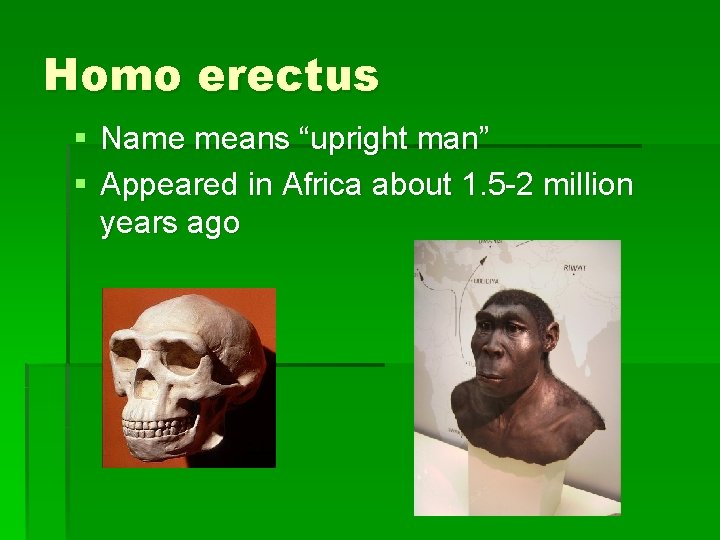 Homo erectus § Name means “upright man” § Appeared in Africa about 1. 5