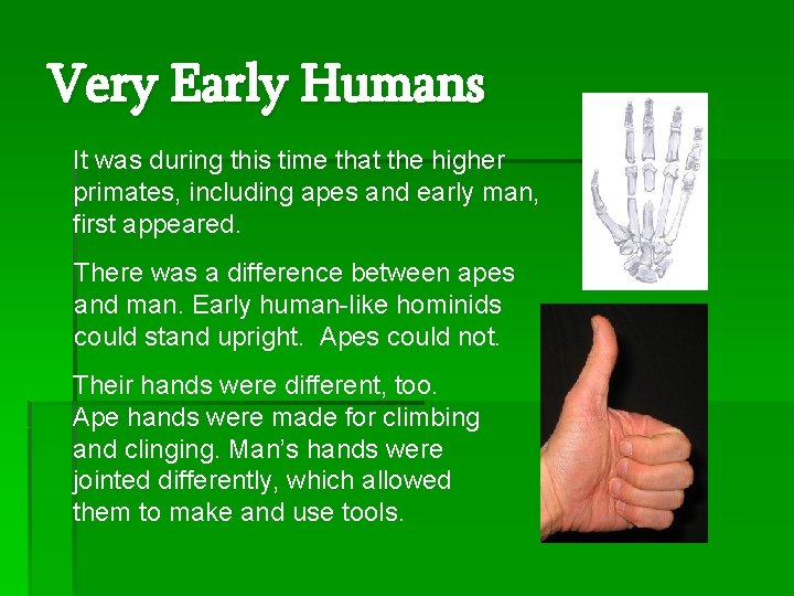 Very Early Humans It was during this time that the higher primates, including apes