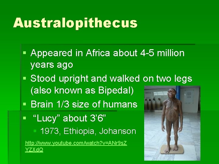 Australopithecus § Appeared in Africa about 4 -5 million years ago § Stood upright