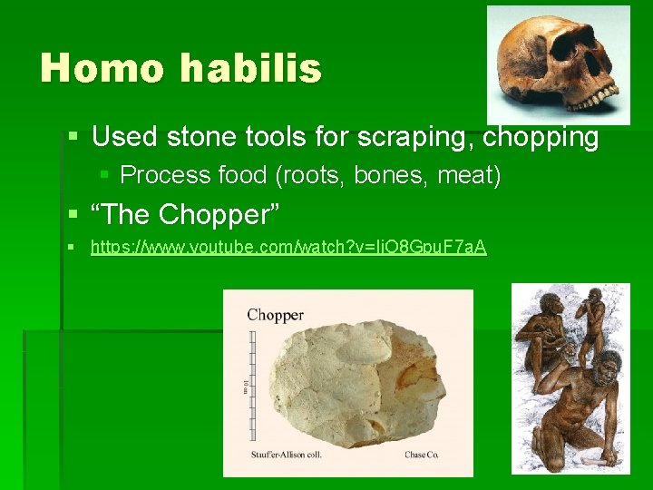 Homo habilis § Used stone tools for scraping, chopping § Process food (roots, bones,