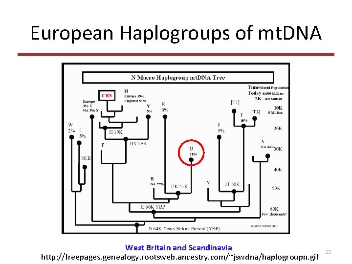 European Haplogroups of mt. DNA West Britain and Scandinavia http: //freepages. genealogy. rootsweb. ancestry.