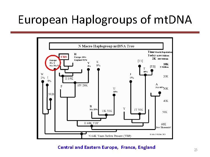 European Haplogroups of mt. DNA Central and Eastern Europe, France, England 23 