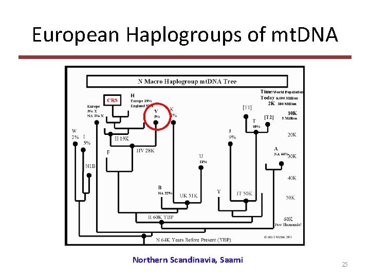 European Haplogroups of mt. DNA Northern Scandinavia, Saami 25 