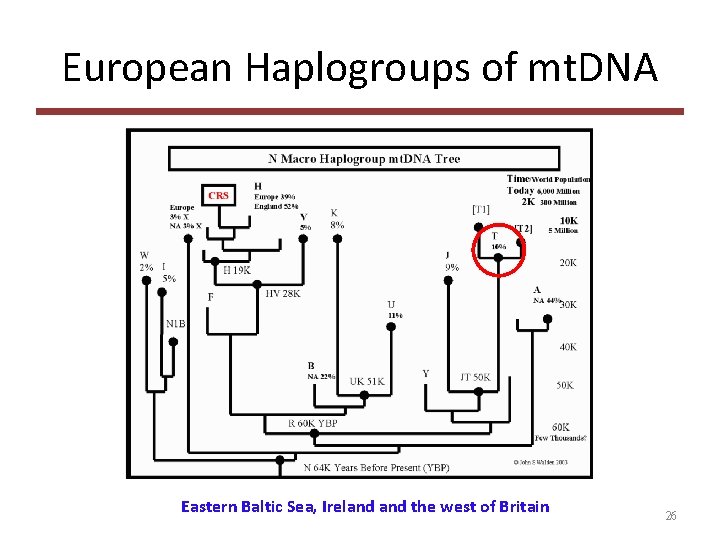 European Haplogroups of mt. DNA Eastern Baltic Sea, Ireland the west of Britain 26