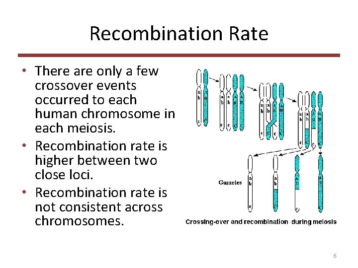 Recombination Rate • There are only a few crossover events occurred to each human