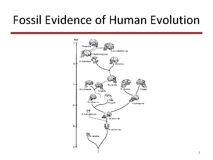 Fossil Evidence of Human Evolution 8 