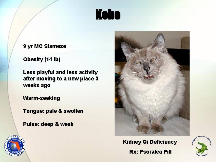 Kobe 9 yr MC Siamese Obesity (14 lb) Less playful and less activity after