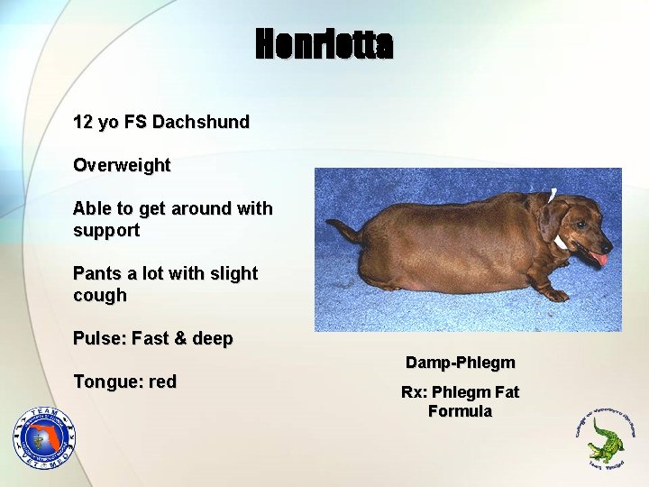 Henrietta 12 yo FS Dachshund Overweight Able to get around with support Pants a