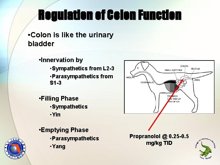 Regulation of Colon Function • Colon is like the urinary bladder • Innervation by