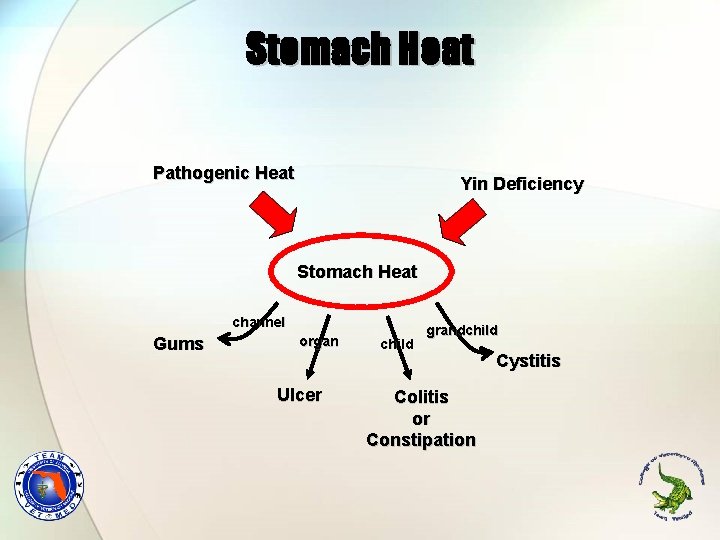 Stomach Heat Pathogenic Heat Yin Deficiency Stomach Heat channel Gums organ Ulcer child grandchild