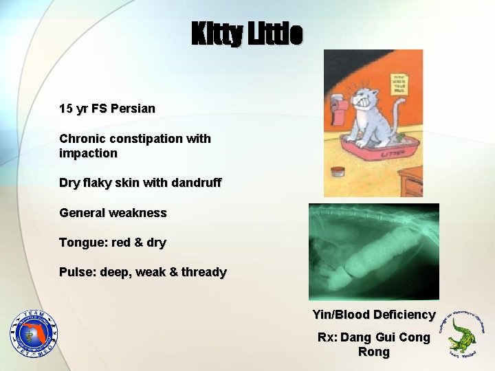 Kitty Little 15 yr FS Persian Chronic constipation with impaction Dry flaky skin with